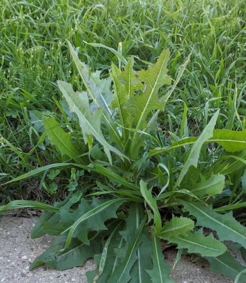 How to get rid of Broadleaf Weeds Love The Garden